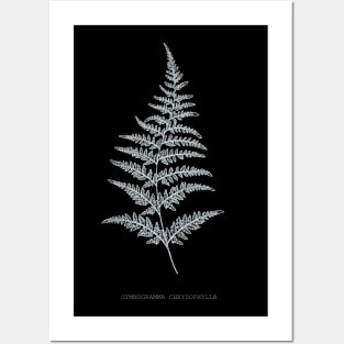 Fern - Gymnogramma Chrysophylla. X-ray effect - 01 Posters and Art